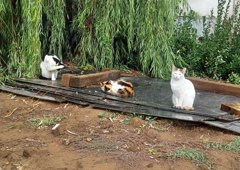 Cheezburger Image 10615718656