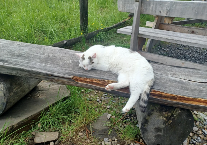 Cheezburger Image 10615719168