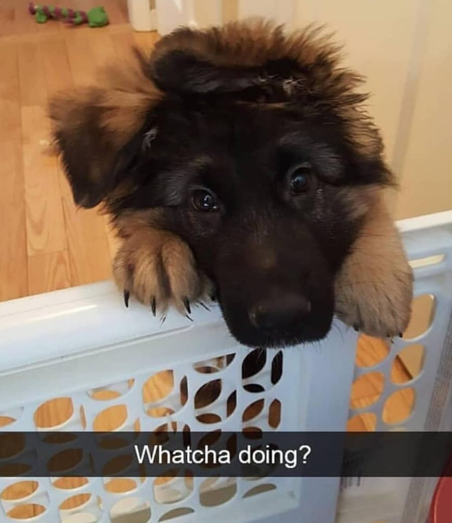 Whatcha doing?