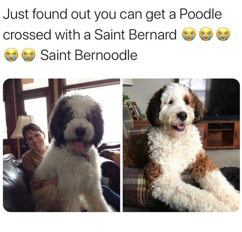 Just found out you can get a Poodle crossed with a Saint Bernard Saint Bernoodle D;