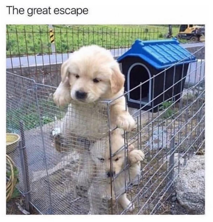 The great escape