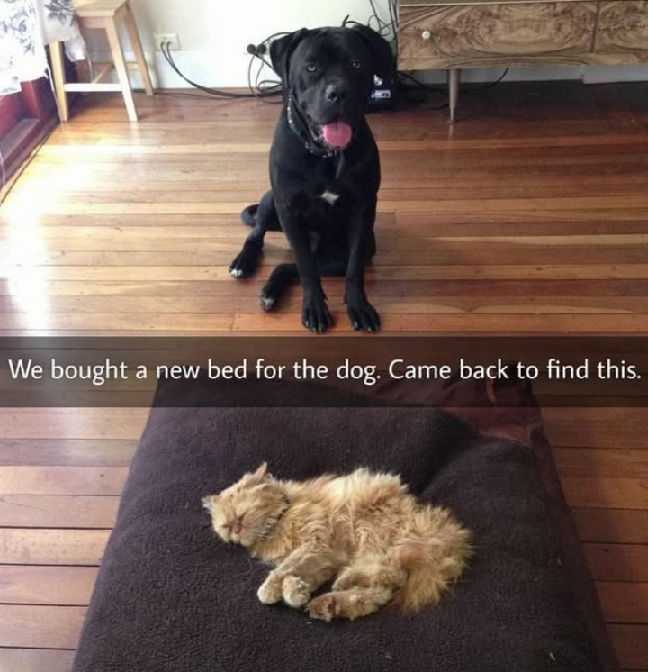 We bought a new bed for the dog. Came back to find this.