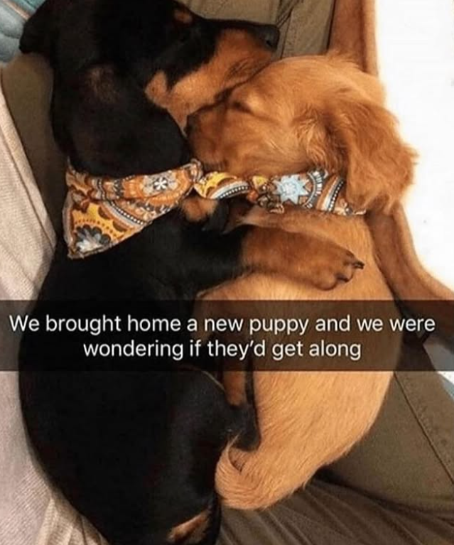 We brought home a new puppy and we were wondering if they'd get along