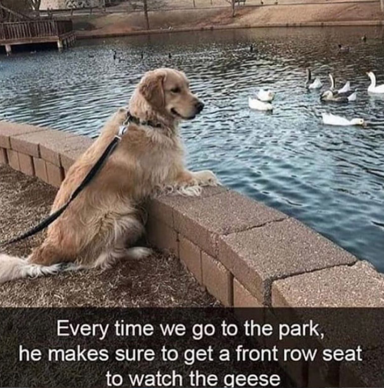 Every time we go to the park, he makes sure to get a front row seat to watch the geese