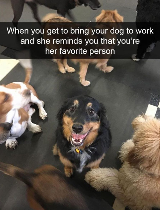 When you get to bring your dog to work and she reminds you that you're her favorite person