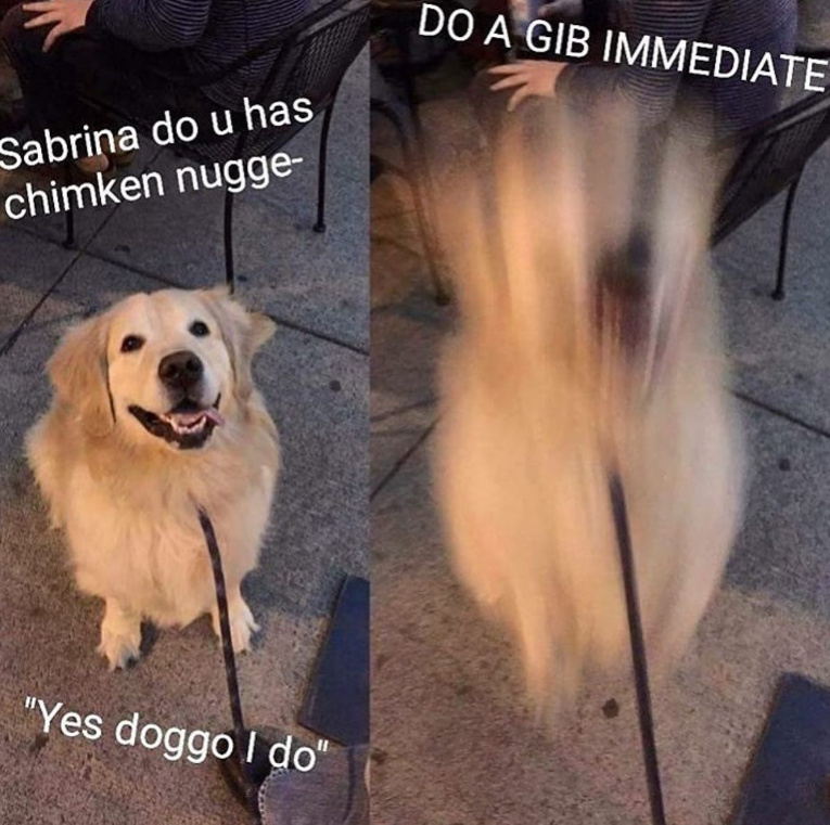 Sabrina do u has chimken nugge- "Yes doggo I do" DO A GIB IMMEDIATE