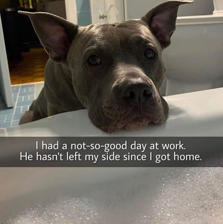 I had a not-so-good day at work. He hasn't left my side since I got home.