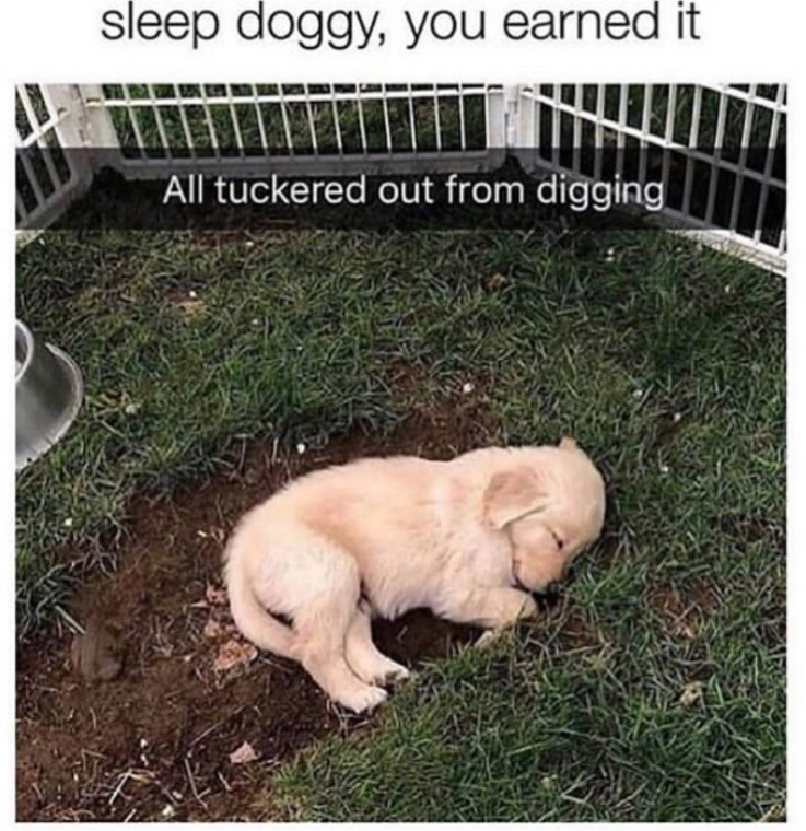 sleep doggy, you earned it All tuckered out from digging