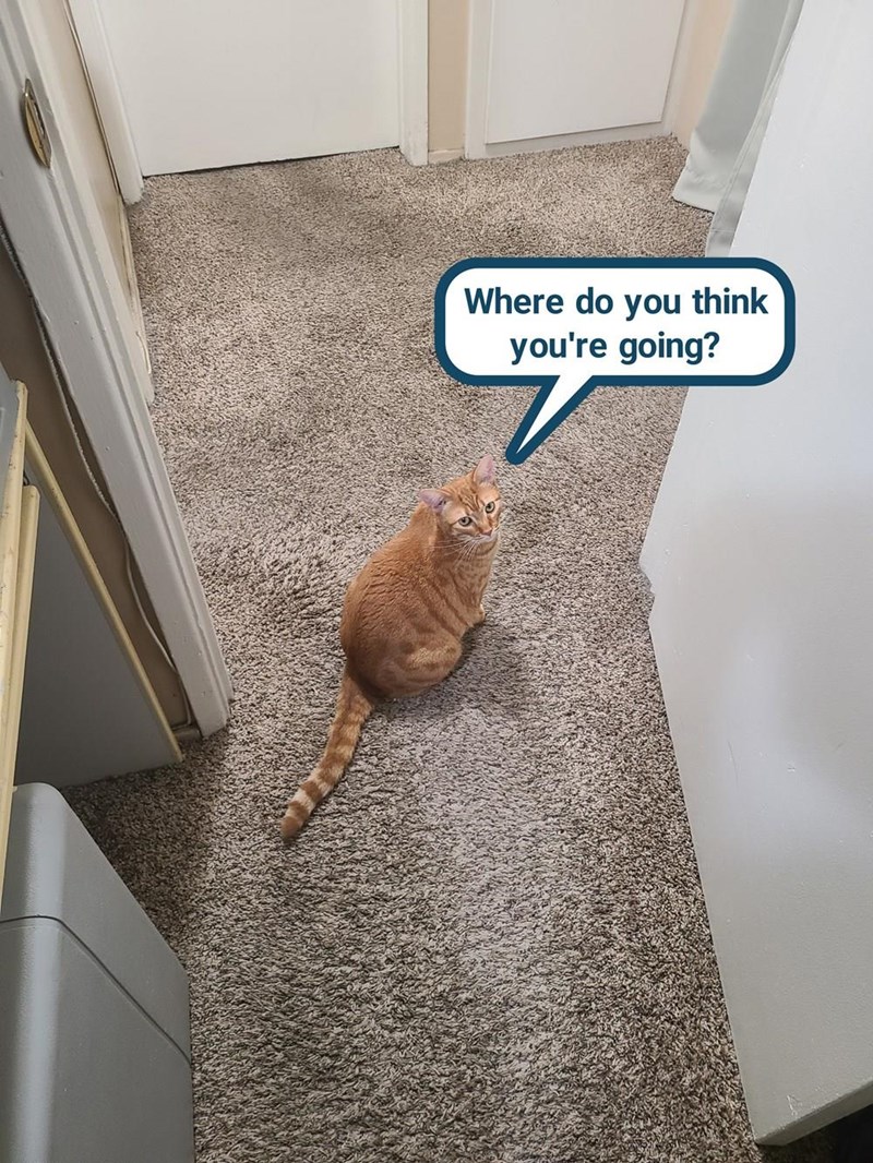 Cheezburger Image 10615731456