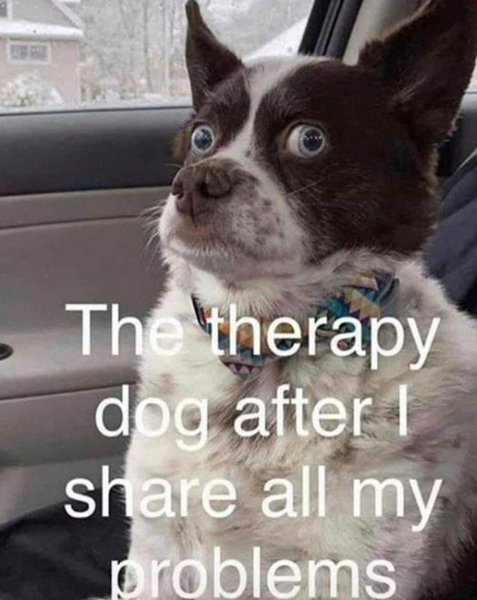 The therapy dog after I share all my problems