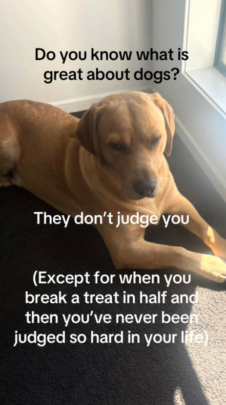 Do you know what is great about dogs? They don't judge you (Except for when you break a treat in half and then you've never been judged so hard in your life)