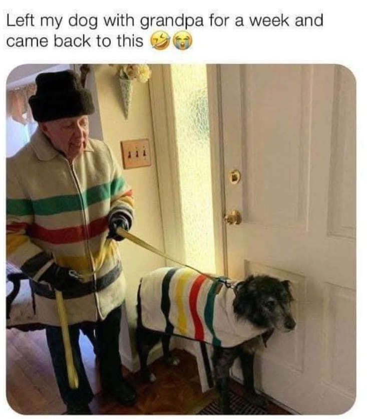 Left my dog with grandpa for a week and came back to this