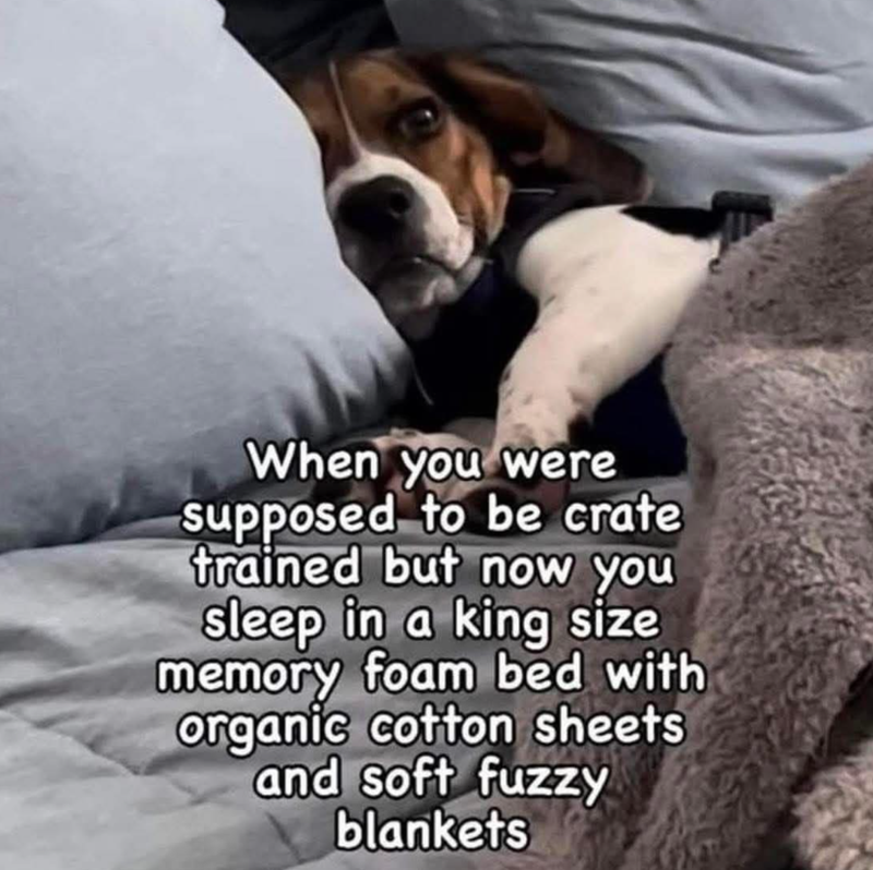 When you were supposed to be crate trained but now you sleep in a king size memory foam bed with organic cotton sheets and soft fuzzy blankets
