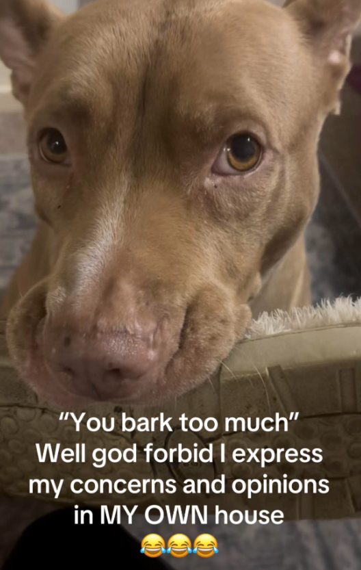 "You bark too much" Well god forbid I express my concerns and opinions in MY OWN house