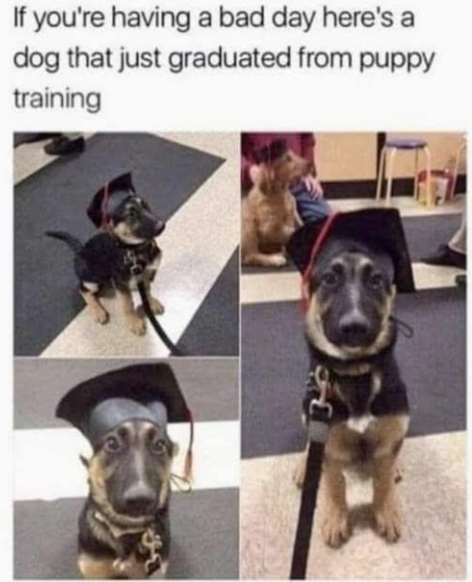 If you're having a bad day here's a dog that just graduated from puppy training श्र