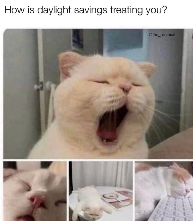 How is daylight savings treating you? @the_pizzacat