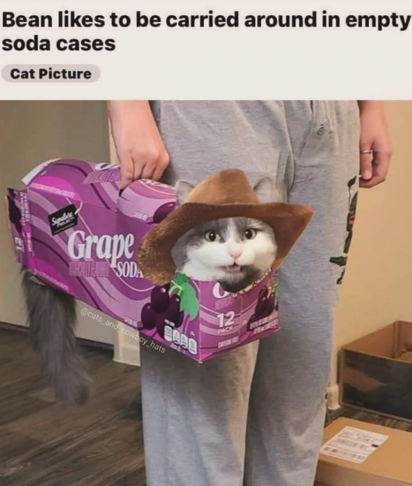 Bean likes to be carried around in empty soda cases Cat Picture Grape CSODA @cats_and_cowboy hats BARB 12 PACK REMA