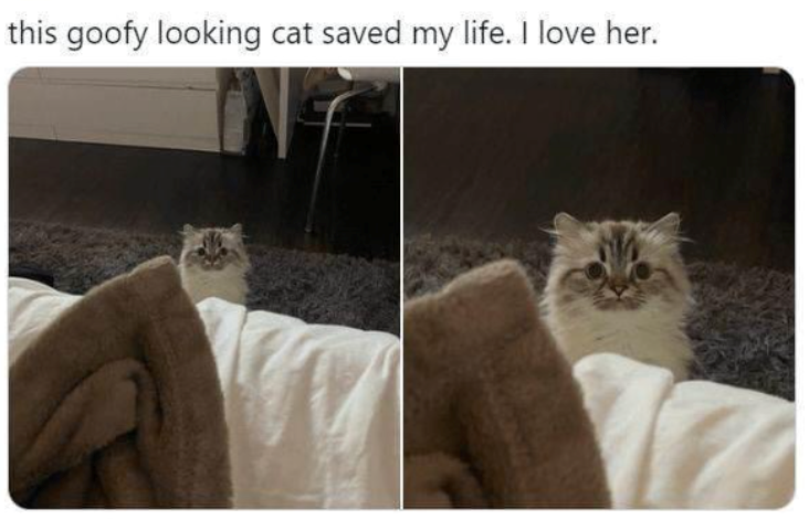 this goofy looking cat saved my life. I love her.