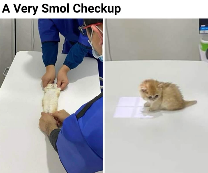 A Very Smol Checkup
