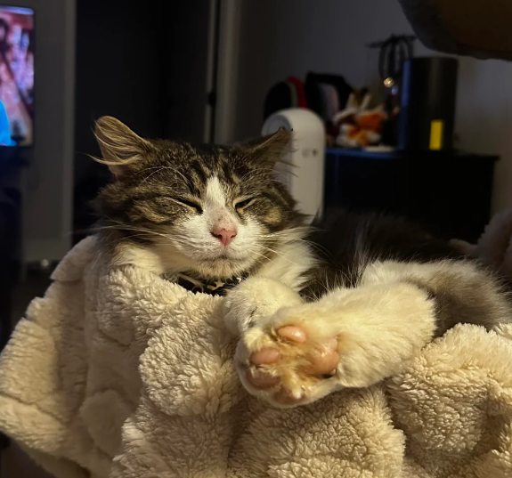 Cheezburger Image 10615795712