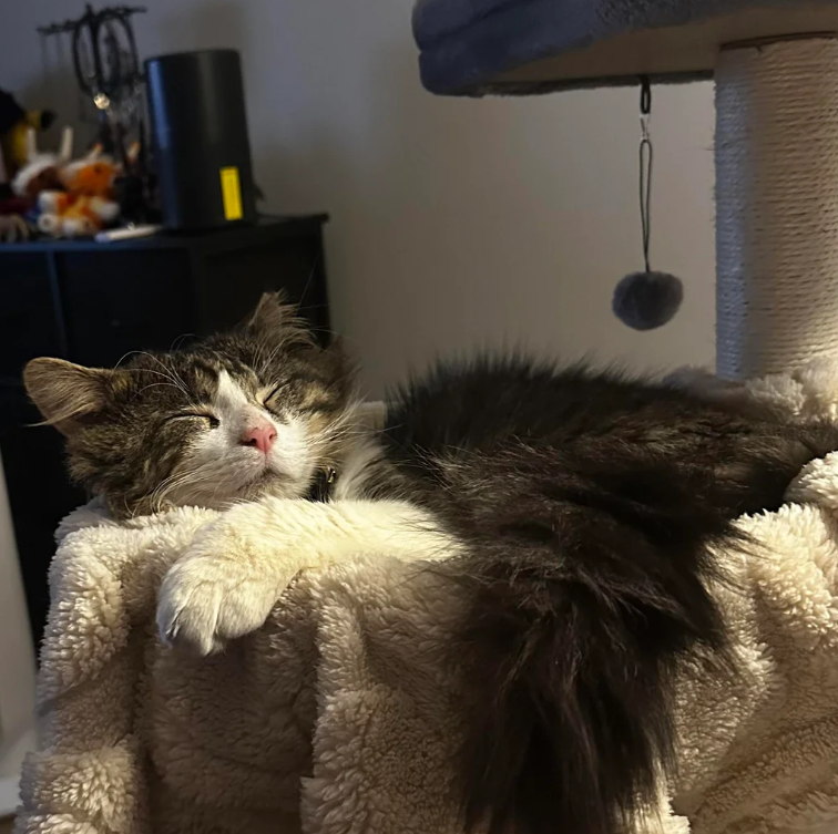 Cheezburger Image 10615795968