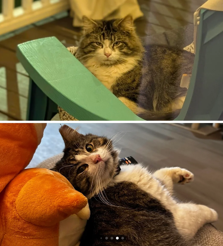 Cheezburger Image 10615796736