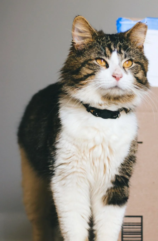 Cheezburger Image 10615797248