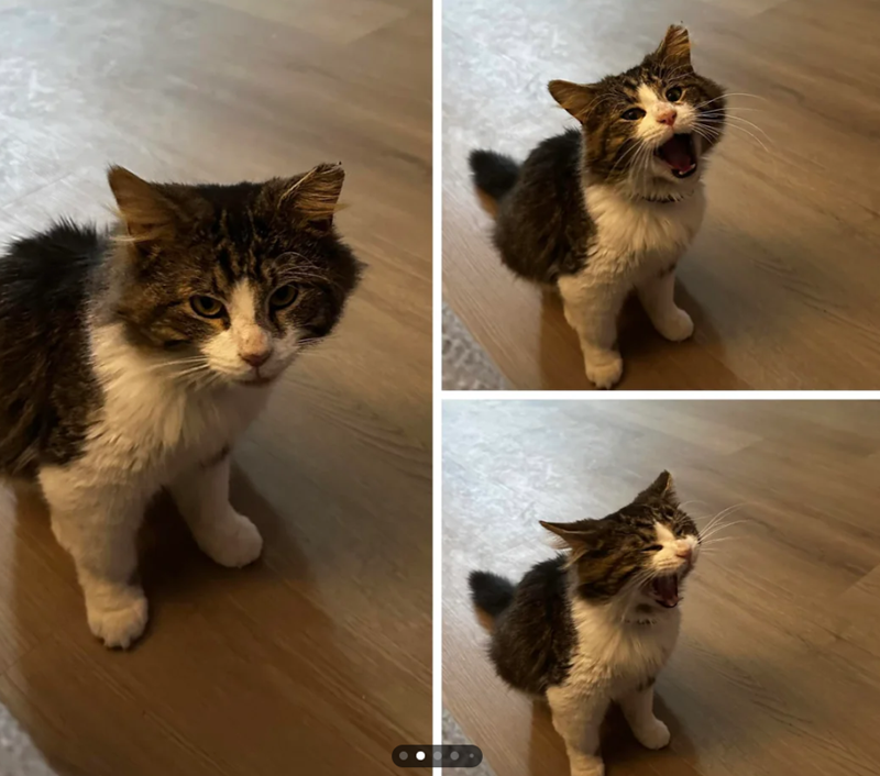 Cheezburger Image 10615797760