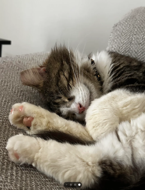 Cheezburger Image 10615799040