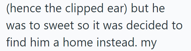 (hence the clipped ear) but he was to sweet so it was decided to find him a home instead. my