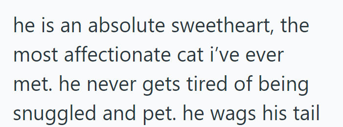 he is an absolute sweetheart, the most affectionate cat i've ever met. he never gets tired of being snuggled and pet. he wags his tail