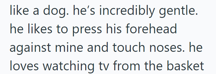 like a dog. he's incredibly gentle. he likes to press his forehead against mine and touch noses. he loves watching tv from the basket