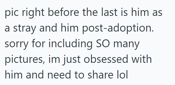 pic right before the last is him as a stray and him post-adoption. sorry for including SO many pictures, im just obsessed with him and need to share lol