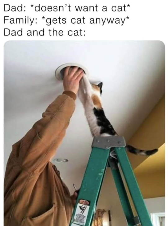 Dad: *doesn't want a cat* Family: *gets cat anyway* Dad and the cat: