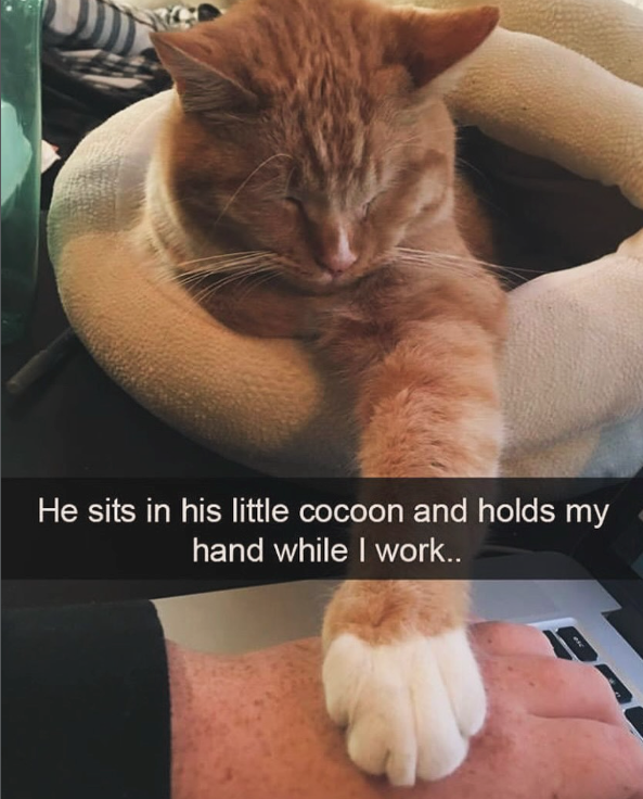 He sits in his little cocoon and holds my hand while I work..