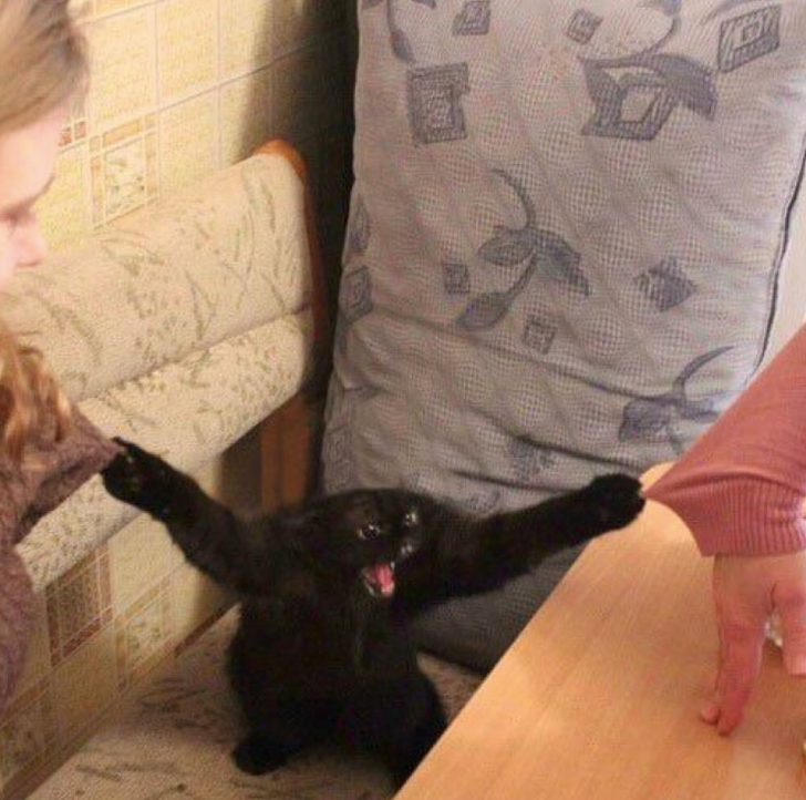 Cheezburger Image 10615803904