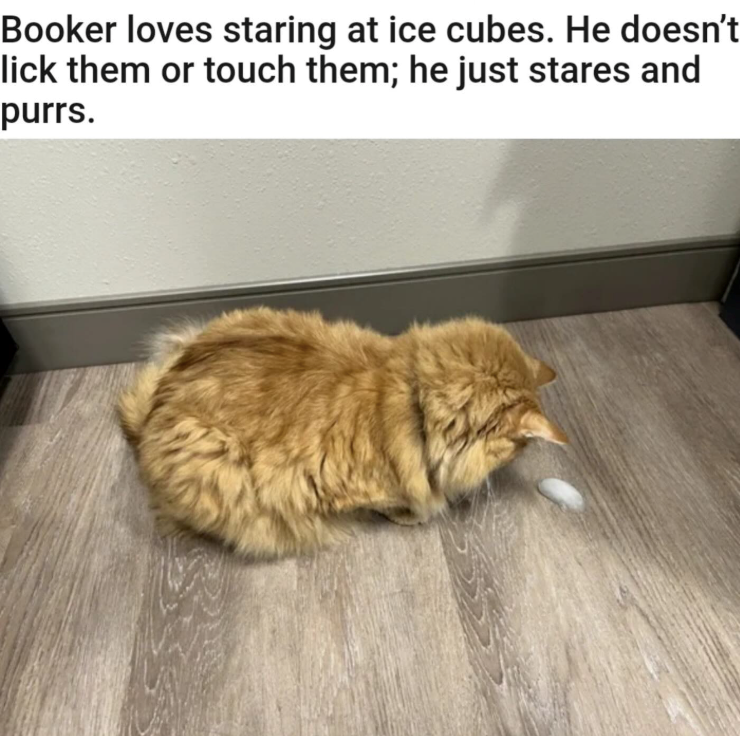 Booker loves staring at ice cubes. He doesn't lick them or touch them; he just stares and purrs.
