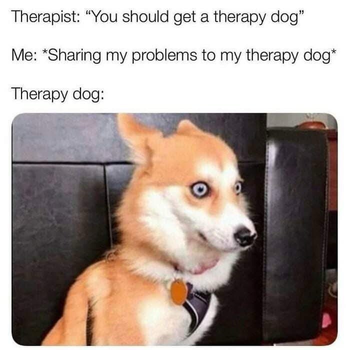 Therapist: "You should get a therapy dog" Me: *Sharing my problems to my therapy dog* Therapy dog: