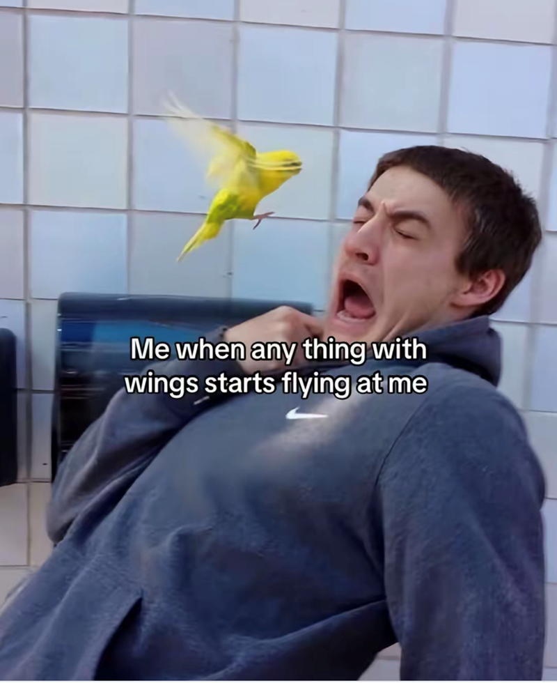 Me when any thing with wings starts flying at me
