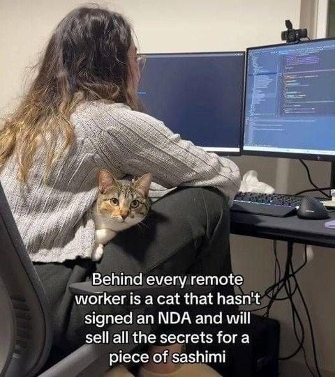 Behind every remote worker is a cat that hasn't signed an NDA and will sell all the secrets for a piece of sashimi