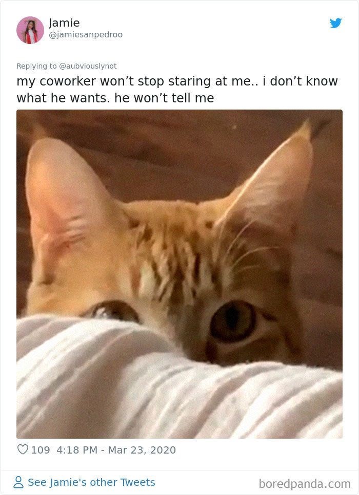 Jamie @jamiesanpedroo Replying to @aubviouslynot my coworker won't stop staring at me.. i don't know what he wants. he won't tell me 109 4:18 PM Mar 23, 2020 See Jamie's other Tweets boredpanda.com