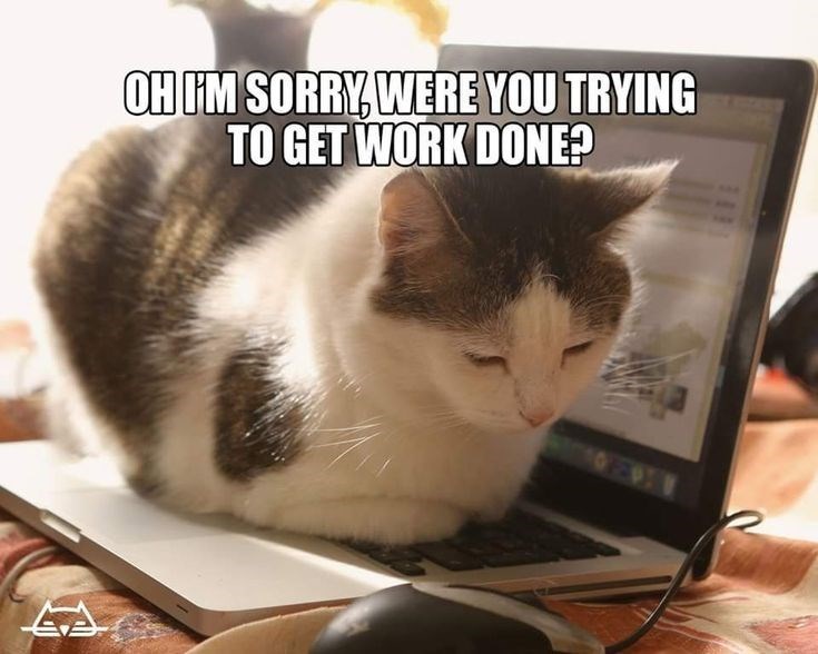 OH I'M SORRY, WERE YOU TRYING TO GET WORK DONE? A 093