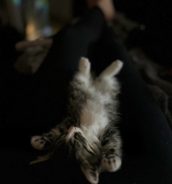 Cheezburger Image 10615886080