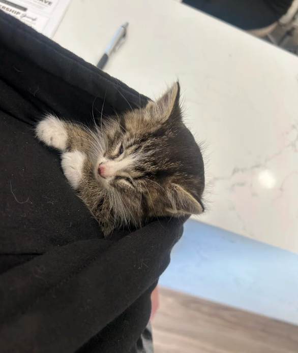 Cheezburger Image 10615886848