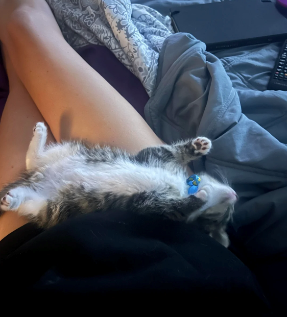 Cheezburger Image 10615887104