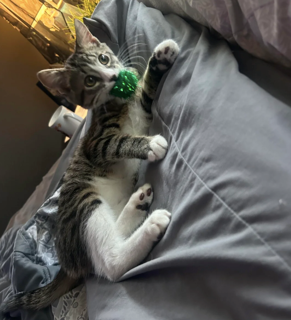 Cheezburger Image 10615888128