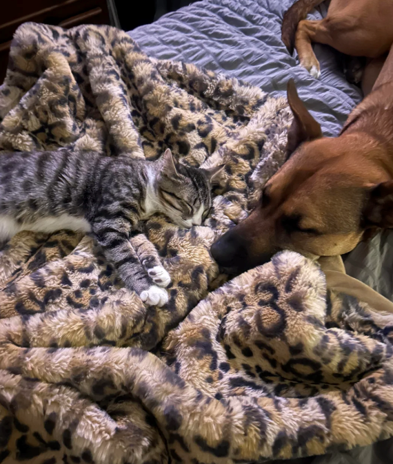 Cheezburger Image 10615888640