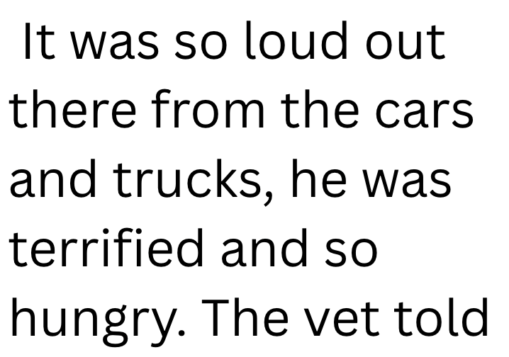 It was so loud out there from the cars and trucks, he was terrified and so hungry. The vet told