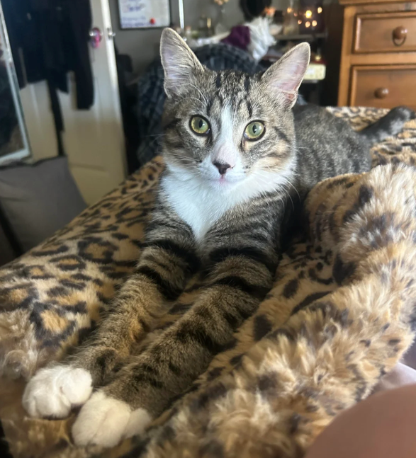 Cheezburger Image 10615889152