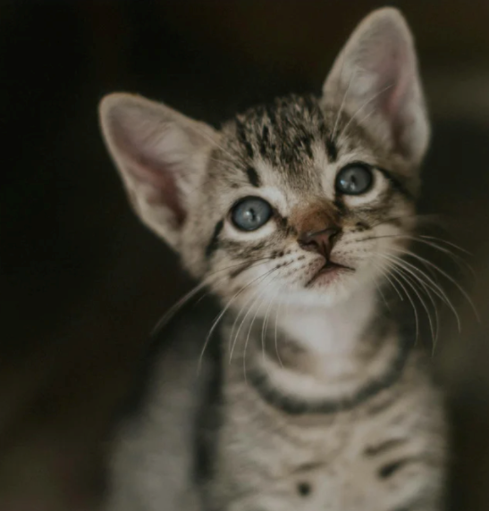 Cheezburger Image 10615892992